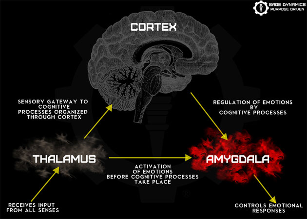 brain-processing